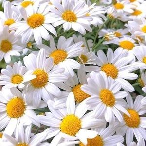 Meet your Posher, Ruby